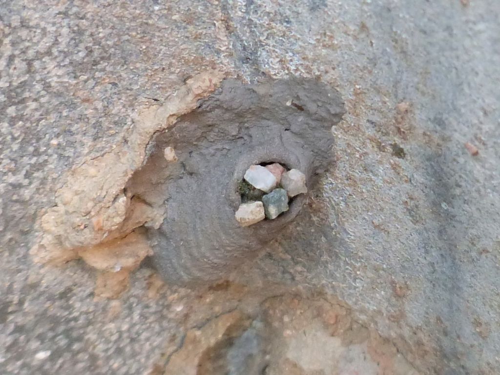 Strano nido di Sceliphron: probabile riutilizzo da parte di Ancistrocerus